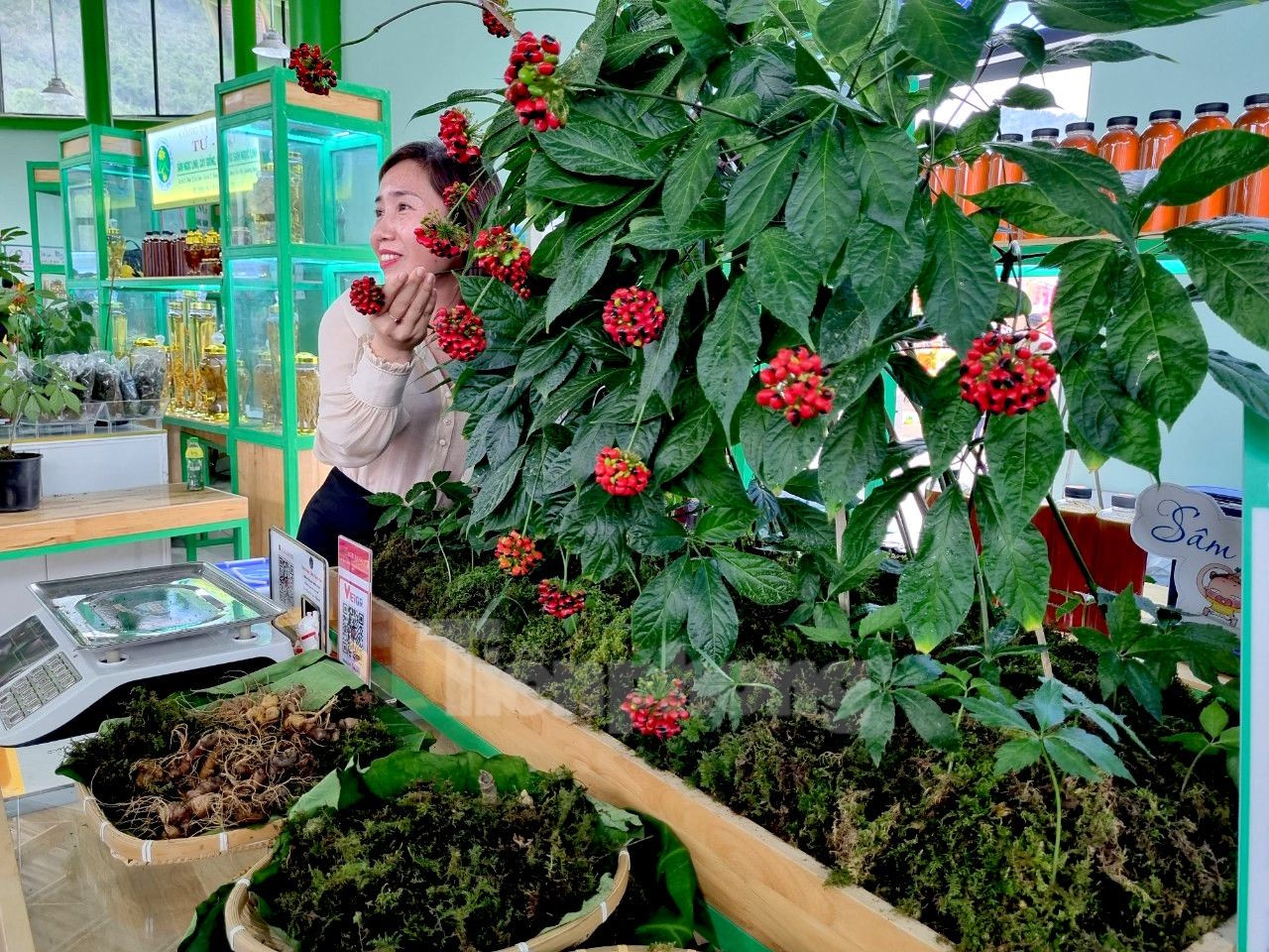 Những cây sâm với đầy đủ hoa, lá và hạt được định giá với mức cao hơn. Những cây sâm với đầy đủ hoa, lá và hạt được định giá với mức cao hơn.