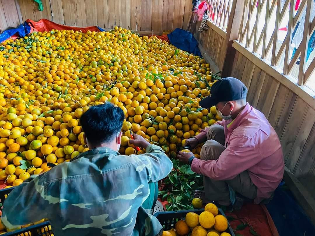 Chuẩn bị đóng thùng đưa về phố