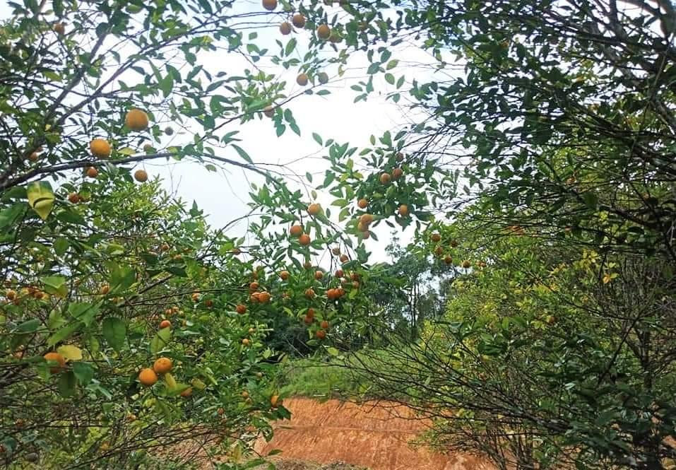 Những cây cam bản địa trăm năm tuổi sai quả, trái ngọt là niềm tự hào của bà con Cơ Tu.