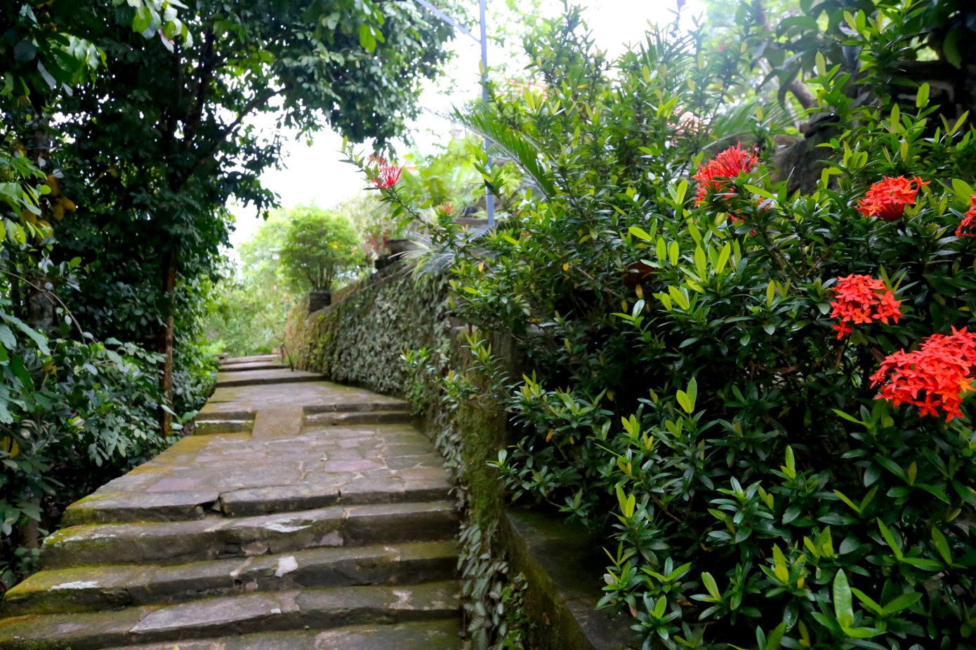 Ngôi nhà không chỉ đẹp, kiến trúc sắc sảo mà ngự ở thế đắc địa về phong thủy. Trước nhà có dãy núi Hòn Ngang làm bình phong, sau lưng có Gò Tròn làm hậu chẩm. Gần hơn nữa, Vũng Trâu Lội là chỗ thủy tụ từ hai con suối nhỏ không tên. (Trong ảnh: Phía sau ngôi nhà và lối dẫn vào là những bậc thềm đá rêu).phong dấu thời gian.