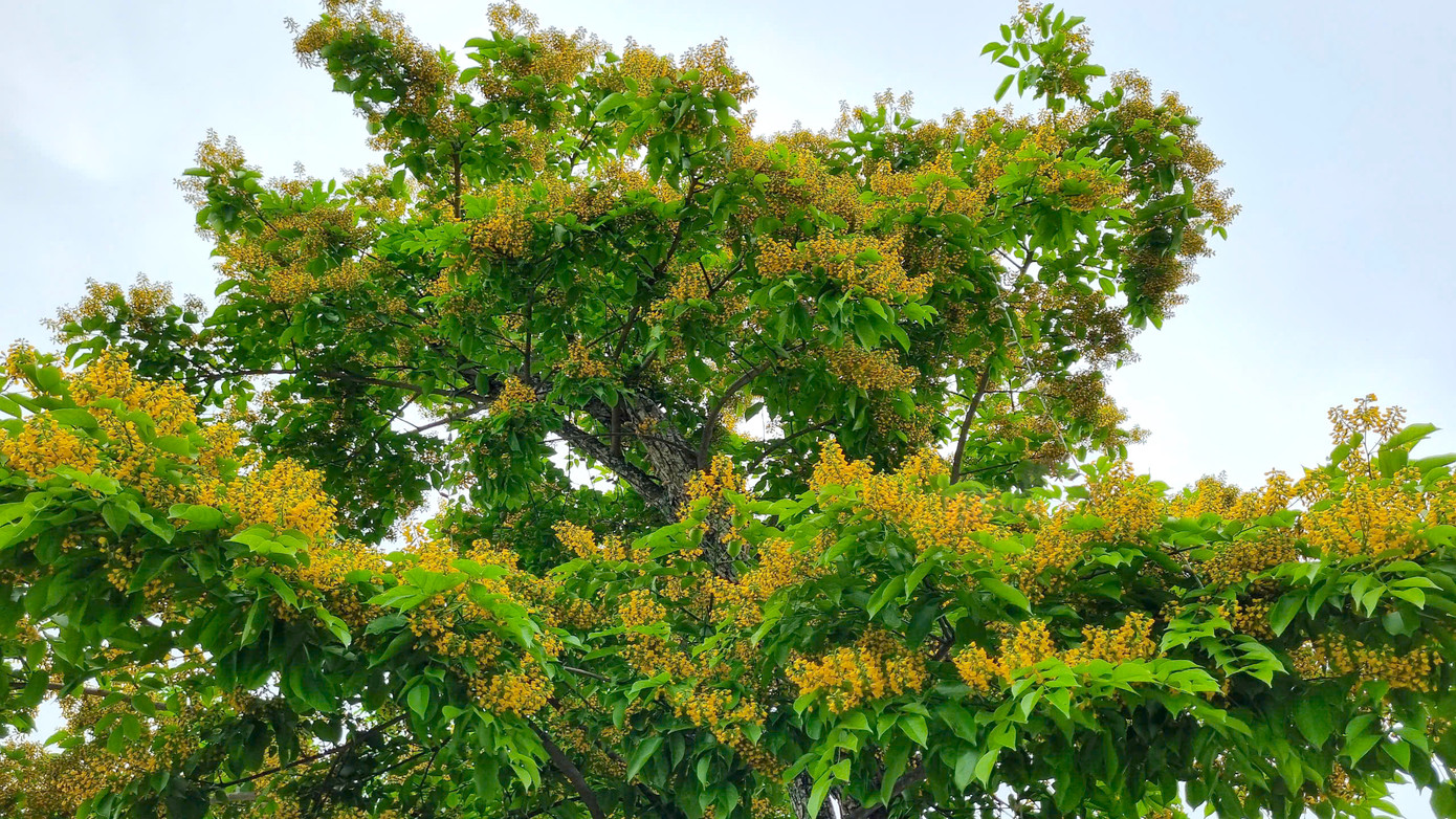 Tầng tầng, lớp lớp hoa sưa chen nhau khoe sắc. Tầng tầng, lớp lớp hoa sưa chen nhau khoe sắc.