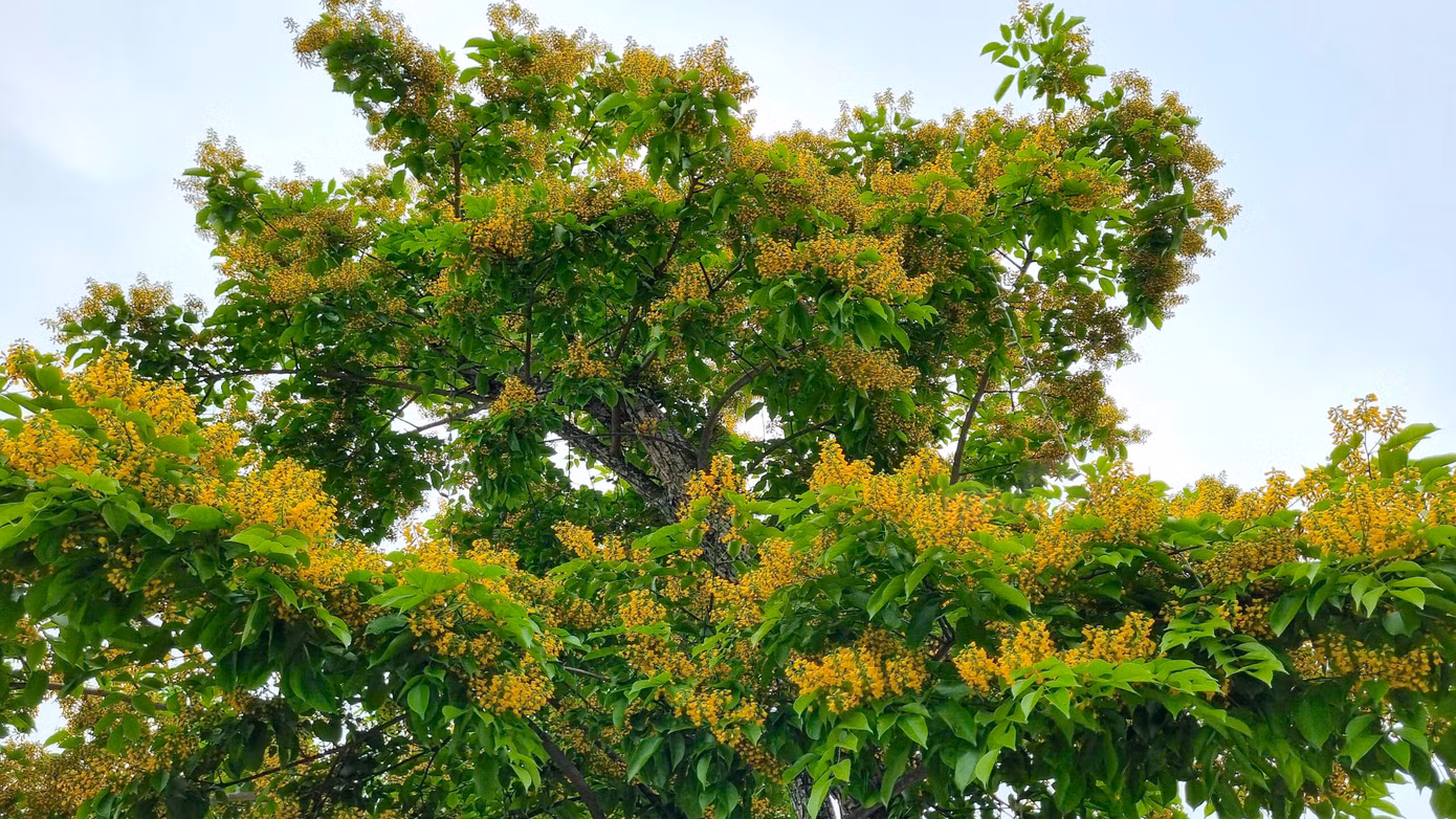 Tầng tầng, lớp lớp hoa sưa chen nhau khoe sắc.