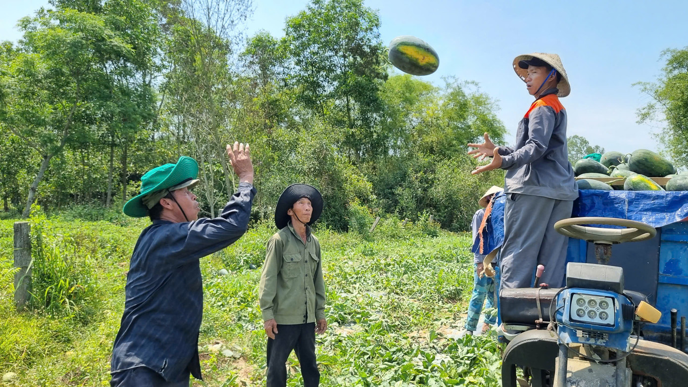 Dưa hấu bán tại ruộng chỉ với 3.000 đồng/kg. Dưa hấu bán tại ruộng chỉ với 3.000 đồng/kg.