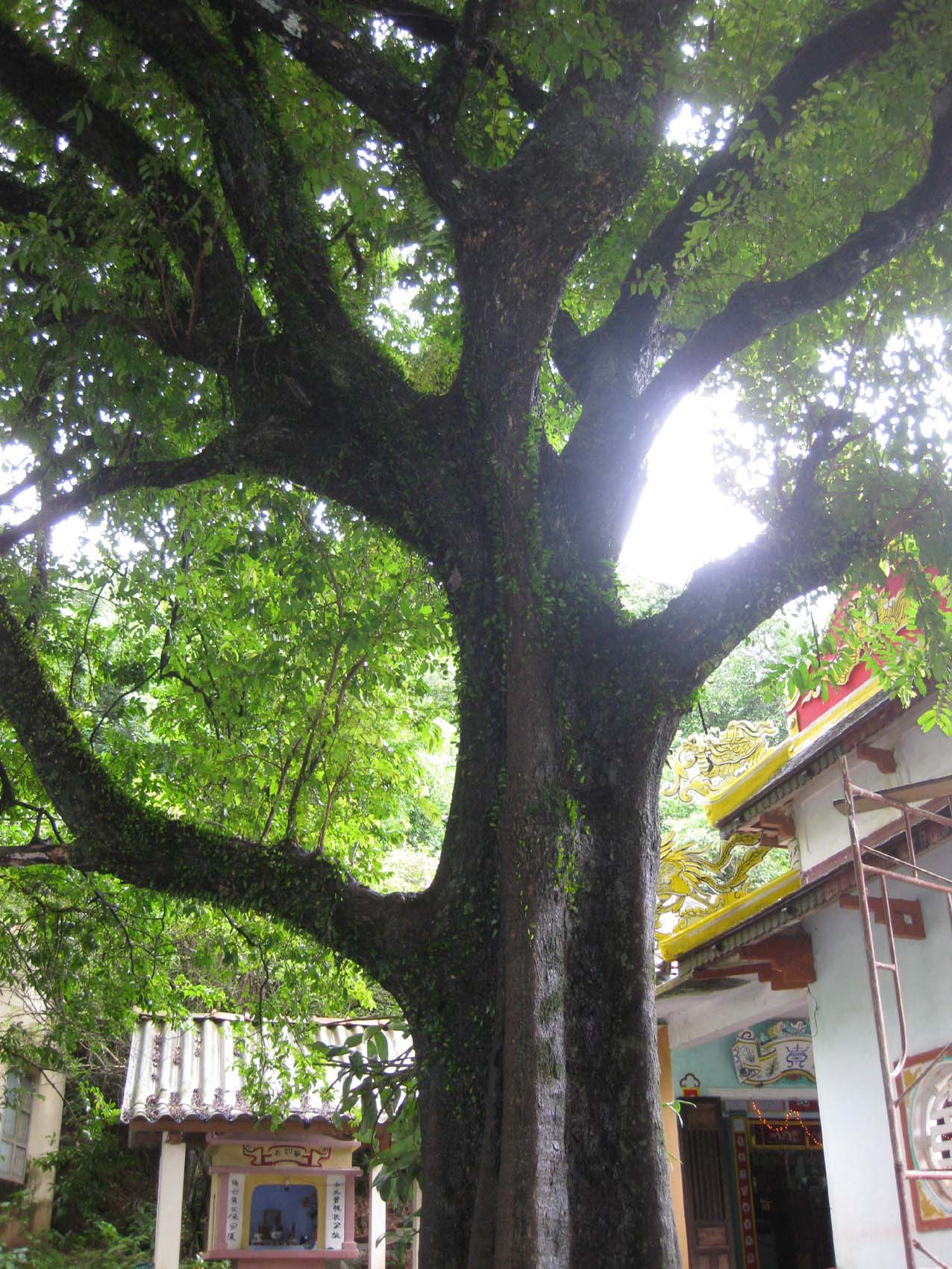 Cây thị ở nhà thờ họ Thân làng Cư Chánh. Ảnh: Thân Trọng Ninh