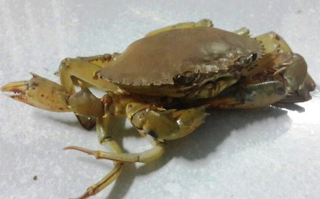 Ngư dân Sóc Trăng bắt được cua 'siêu dị' có 3 càng ảnh 2