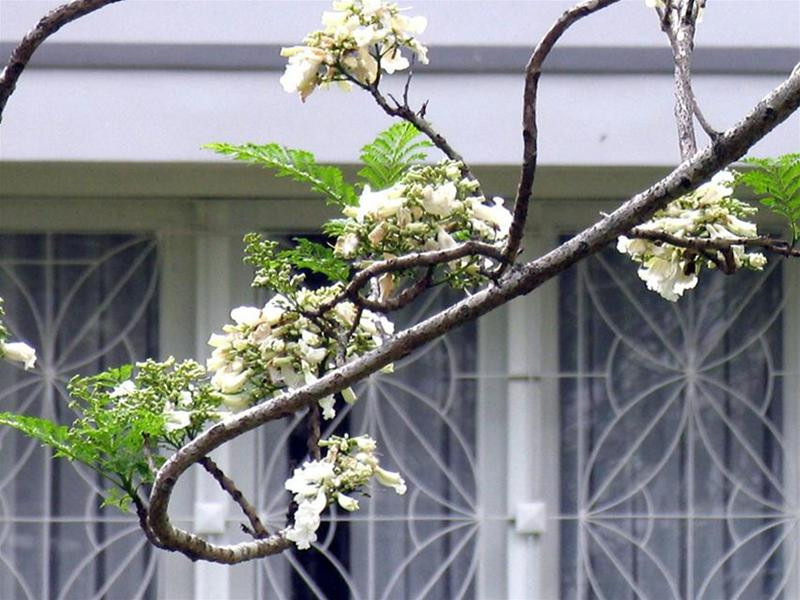 Nhành phượng trắng