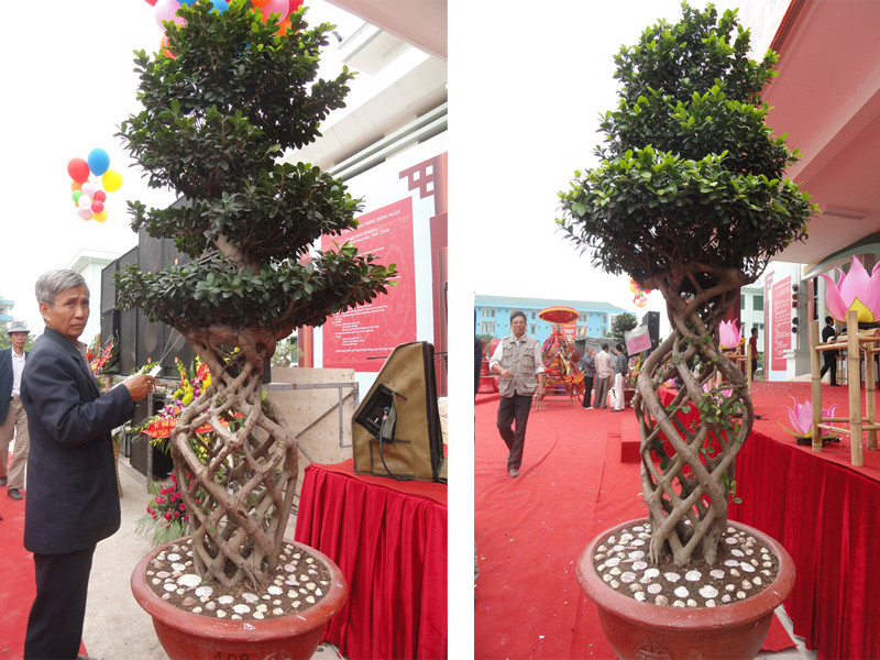 Tác phẩm Song lộc bình(cây si đá) của ông Thái Văn Cườm ở thị trấn Phú Minh, Phú Xuyên, có giá200 triệu đồng