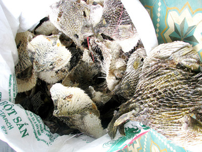 Da cá nóc gai được thu mua 