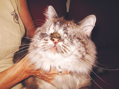 Chú mèo không mắt