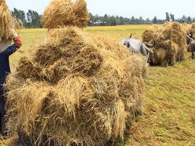 Vận chuyển lúa gạo ở ĐBSCL vẫn lạc hậu như xưa. Ảnh: Duy Khương