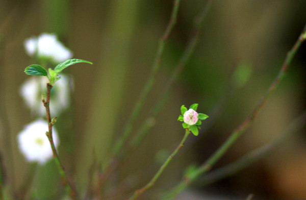 Nụ bạch mai duyên dáng phớt hồng