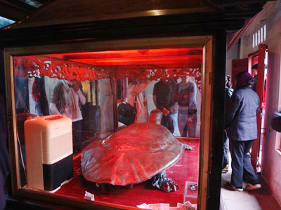 Nhét tiền gây ẩm mốc tiêu bản rùa. Ảnh: Tuệ Linh