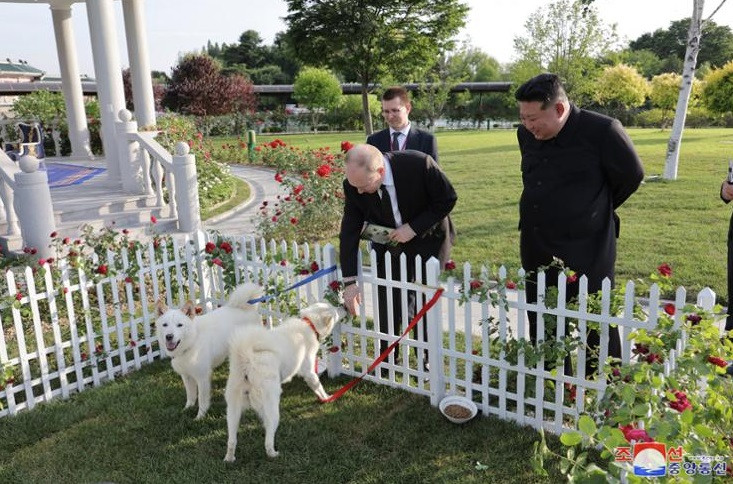 Chủ tịch Triều Tiên Kim Jong Un tặng Tổng thống Nga Vladimir Putin cặp chó săn Pungsan. (Ảnh: KCNA) Chủ tịch Triều Tiên Kim Jong Un tặng Tổng thống Nga Vladimir Putin cặp chó săn Pungsan. (Ảnh: KCNA)