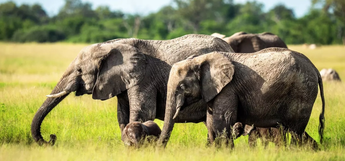 African bush elephants. (Photo: ifaw)
