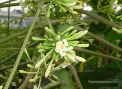 Bài thuốc phòng, trị bệnh ho gà