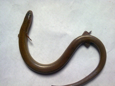 Ảnh chụp cá thể thằn lằn bóng Lygosoma angel do anh Thế bắt được. Ảnh: VTC News Ảnh chụp cá thể thằn lằn bóng Lygosoma angel do anh Thế bắt được