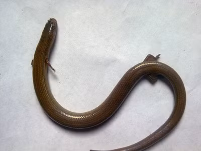 Ảnh chụp cá thể thằn lằn bóng Lygosoma angel do anh Thế bắt được