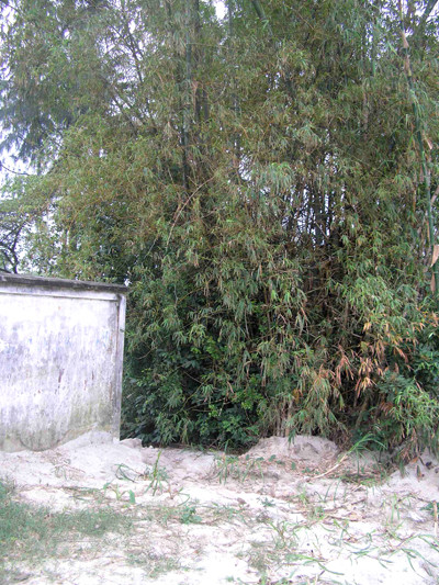 Bụi tre nơi phát hiện cháu bé. Bụi tre nơi phát hiện cháu bé