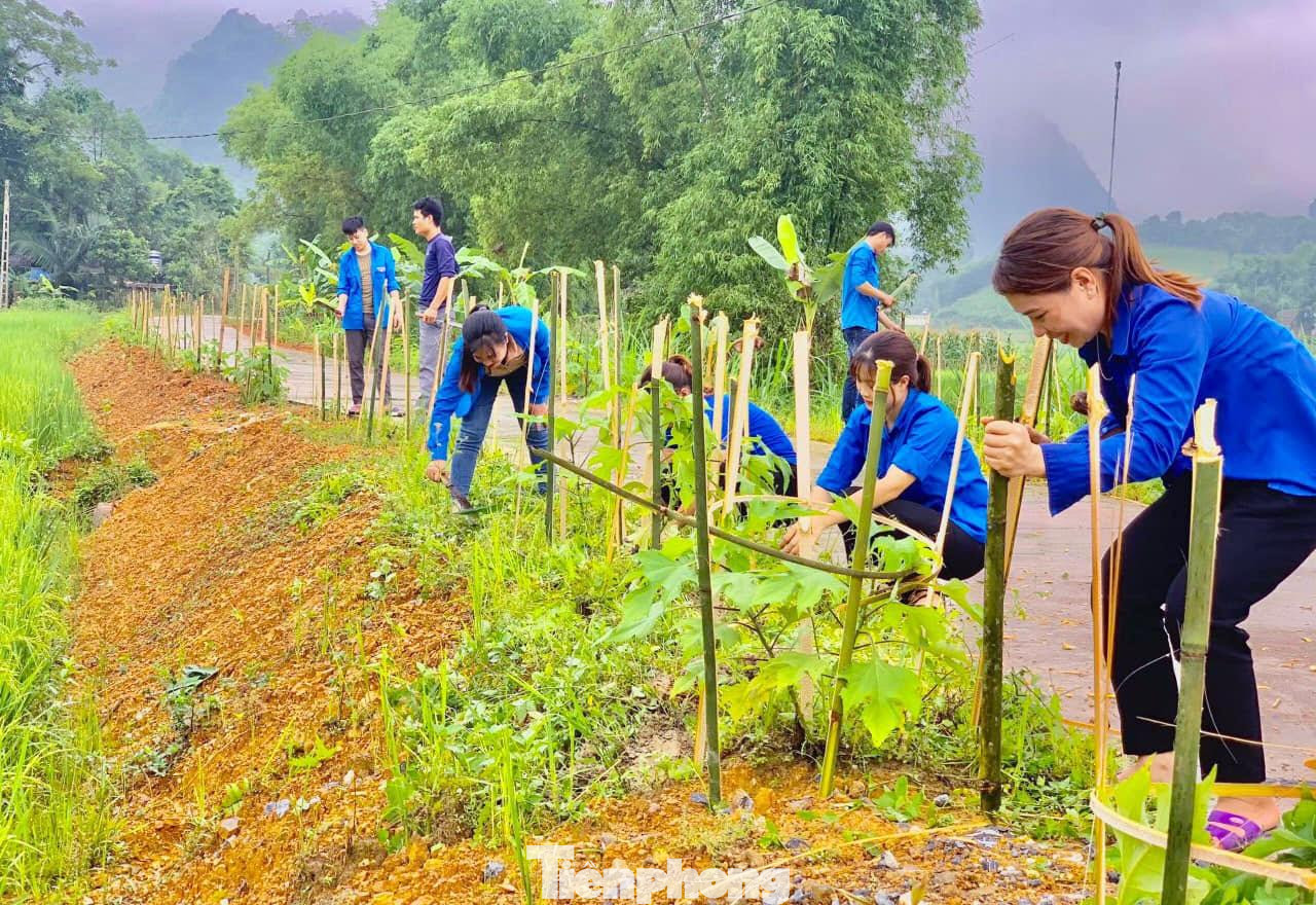 Đoàn viên thanh niên Phú Thọ tham gia trồng cây. Ảnh: BTC