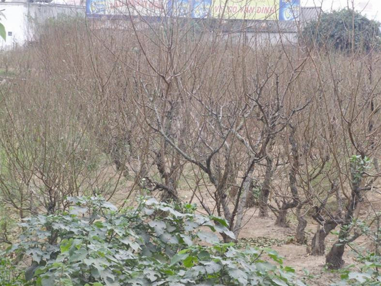Nhãn hiệu tập thể Hoa đào Nhật Tân (ảnh trái) Đào Nhật Tân trụi lá, tích lũy năng lượng chờ ngày nở hoa Nhãn hiệu tập thể Hoa đào Nhật Tân (ảnh trái) Đào Nhật Tân trụi lá, tích lũy năng lượng chờ ngày nở hoa