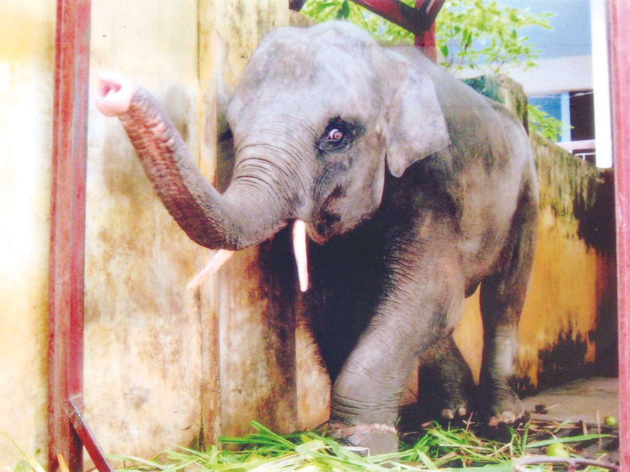 Khăm Bun một năm trước đây được lãnh đạo Liên đoàn Xiếc VN rất ưng. Khăm Bun một năm trước đây được lãnh đạo Liên đoàn Xiếc VN rất ưng