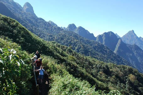 Đồng bào đã nhổ sạch cỏ nhung trong rừng Hoàng Liên Sơn bán sang Trung Quốc với giá rẻ mạt 