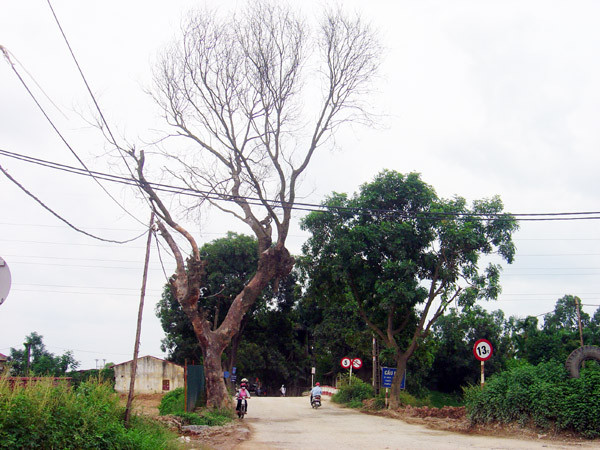 Cây chết đã lâu chênh vênh tại ngã tư đường 70-đại lộ Thăng Long