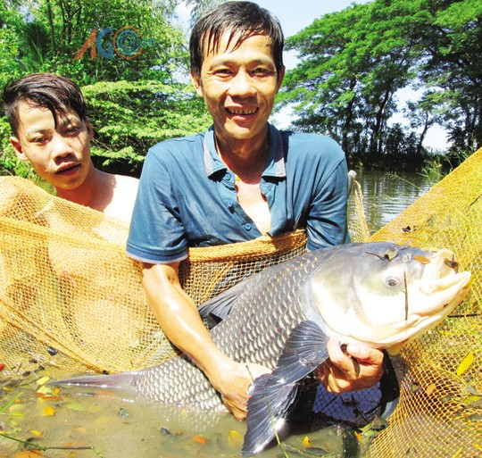Kiếm tiền khủng nhờ 'quái ngư' trong ao nhà ảnh 1
