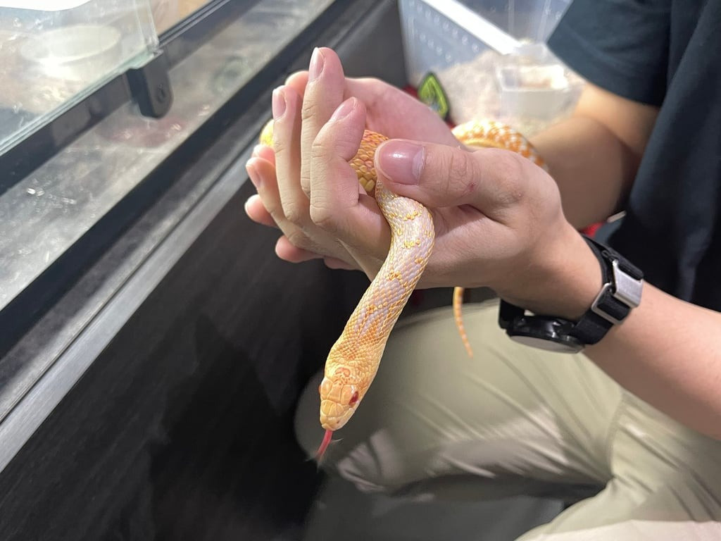 Rắn tượng trưng cho trí tuệ, kiến thức, trí thông minh, trực giác và sự sáng tạo. Ảnh: Austin Zhang.