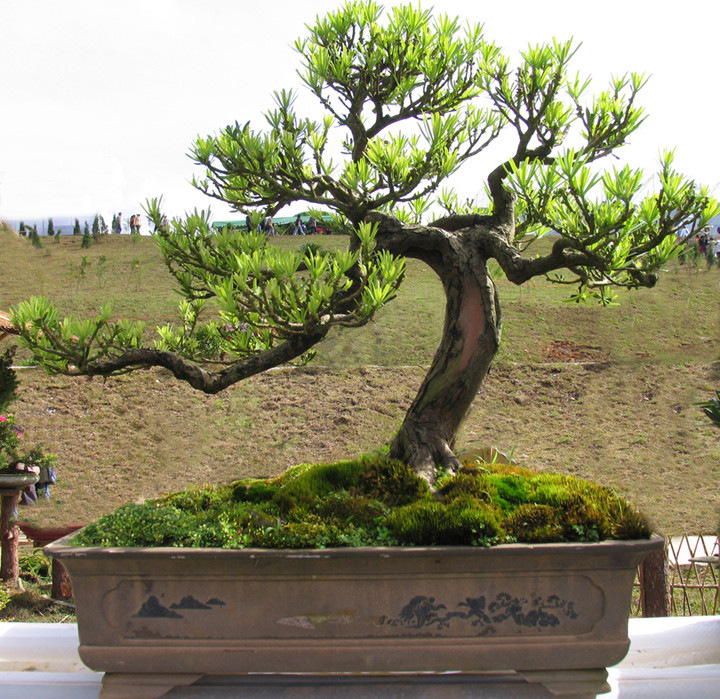 Bon sai thông 3 lá