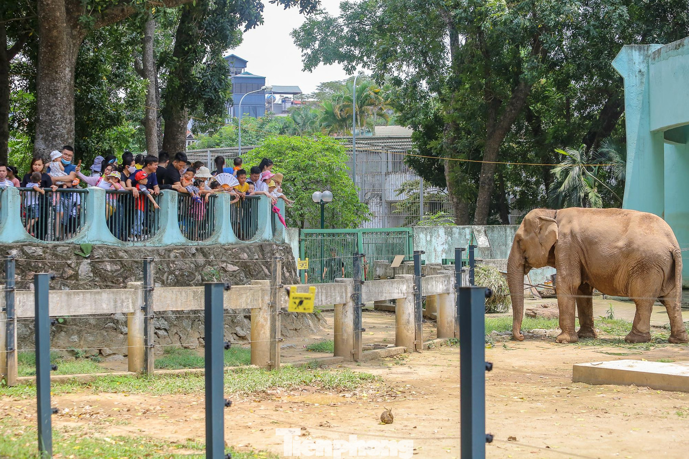 Chuồng voi thu hút khách.