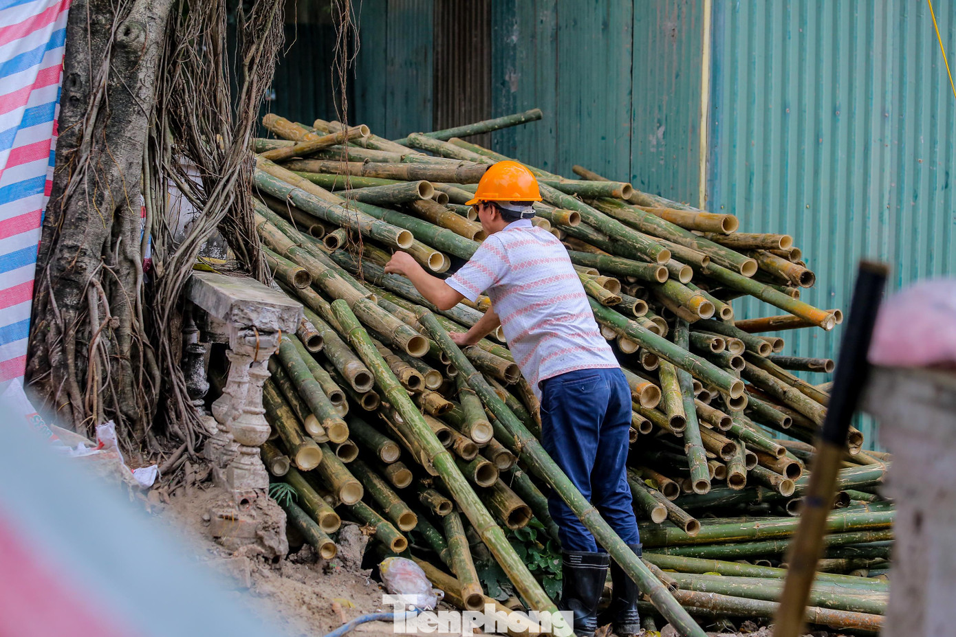 Hàng trăm cọc tre sẵn sàng phục vụ cho công trình tu bổ. Hàng trăm cọc tre sẵn sàng phục vụ cho công trình tu bổ.