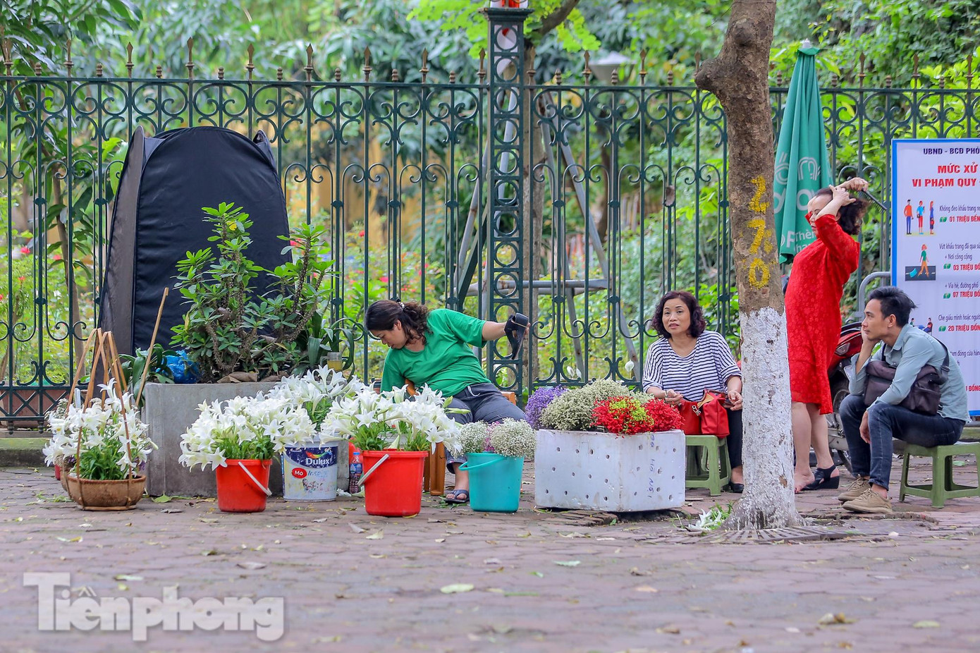 Tiểu thương tranh thủ bán và cho thuê hoa loa kèn cùng với các loại khác để chụp ảnh. Tiểu thương tranh thủ bán và cho thuê hoa loa kèn cùng với các loại khác để chụp ảnh.