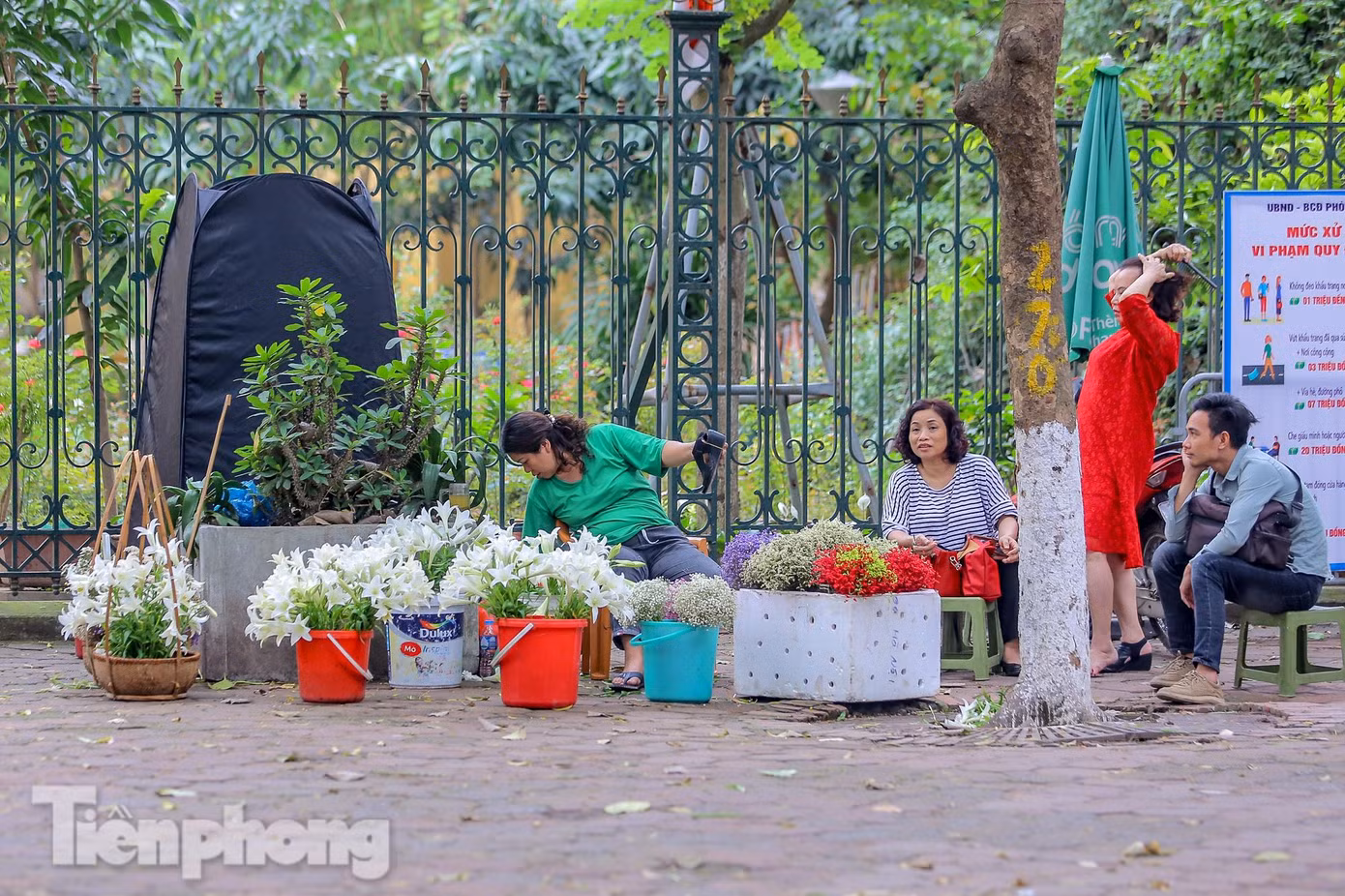 Tiểu thương tranh thủ bán và cho thuê hoa loa kèn cùng với các loại khác để chụp ảnh. Tiểu thương tranh thủ bán và cho thuê hoa loa kèn cùng với các loại khác để chụp ảnh.