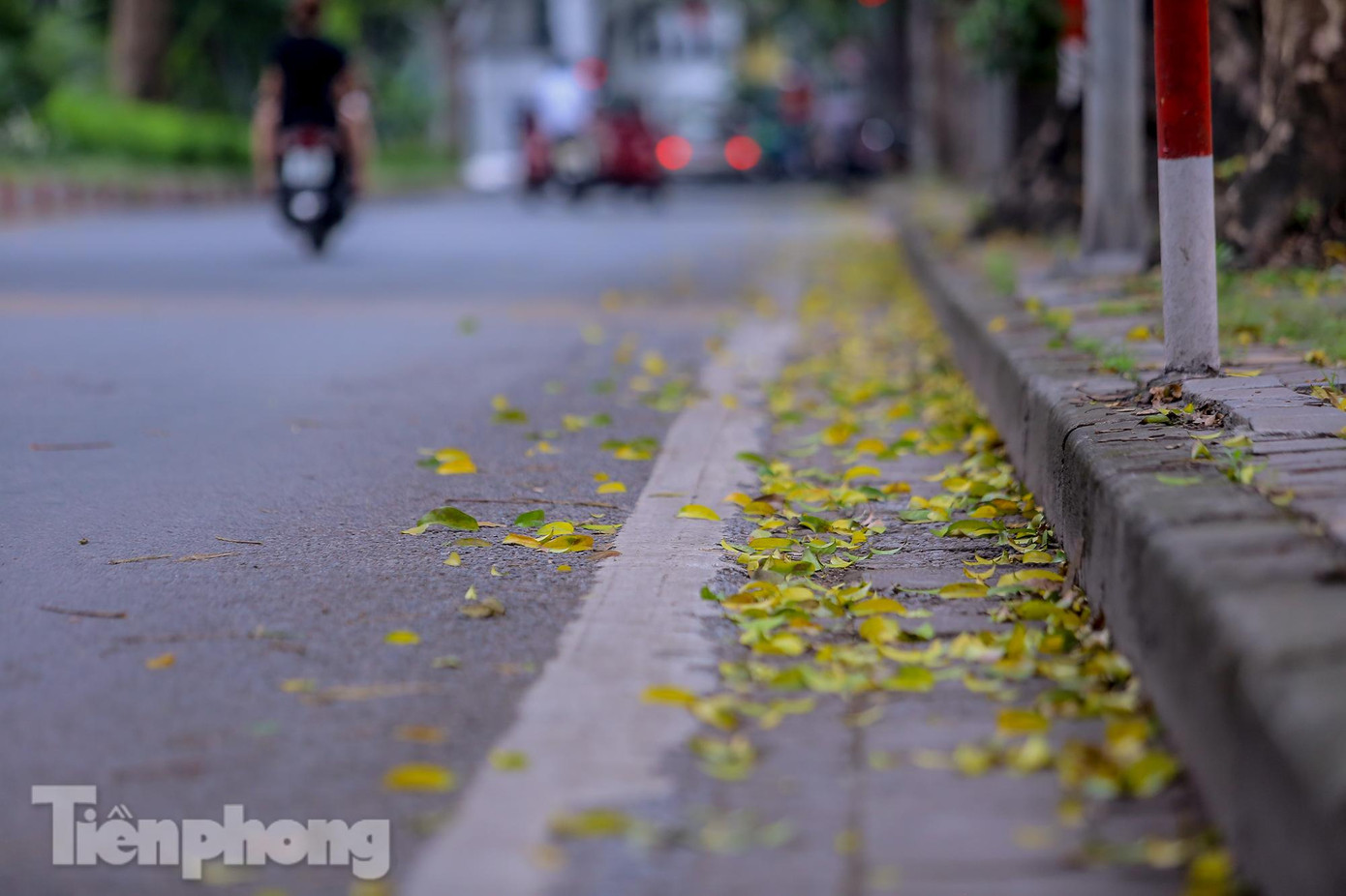 Lá vàng tràn xuống lòng đường Hoàng Diệu. Lá vàng tràn xuống lòng đường Hoàng Diệu.