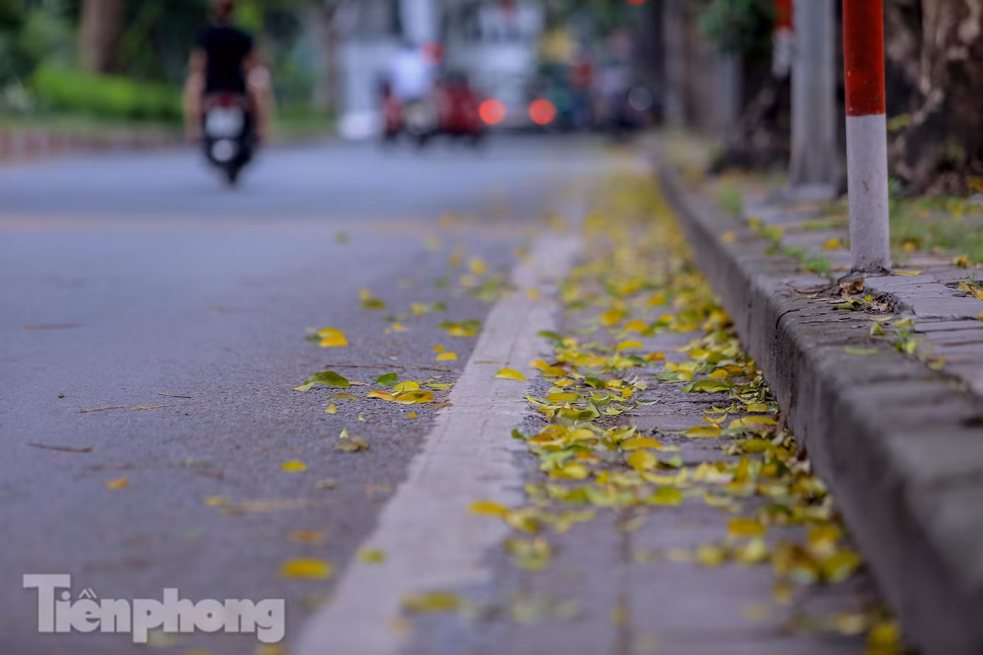 Lá vàng tràn xuống lòng đường Hoàng Diệu. Lá vàng tràn xuống lòng đường Hoàng Diệu.