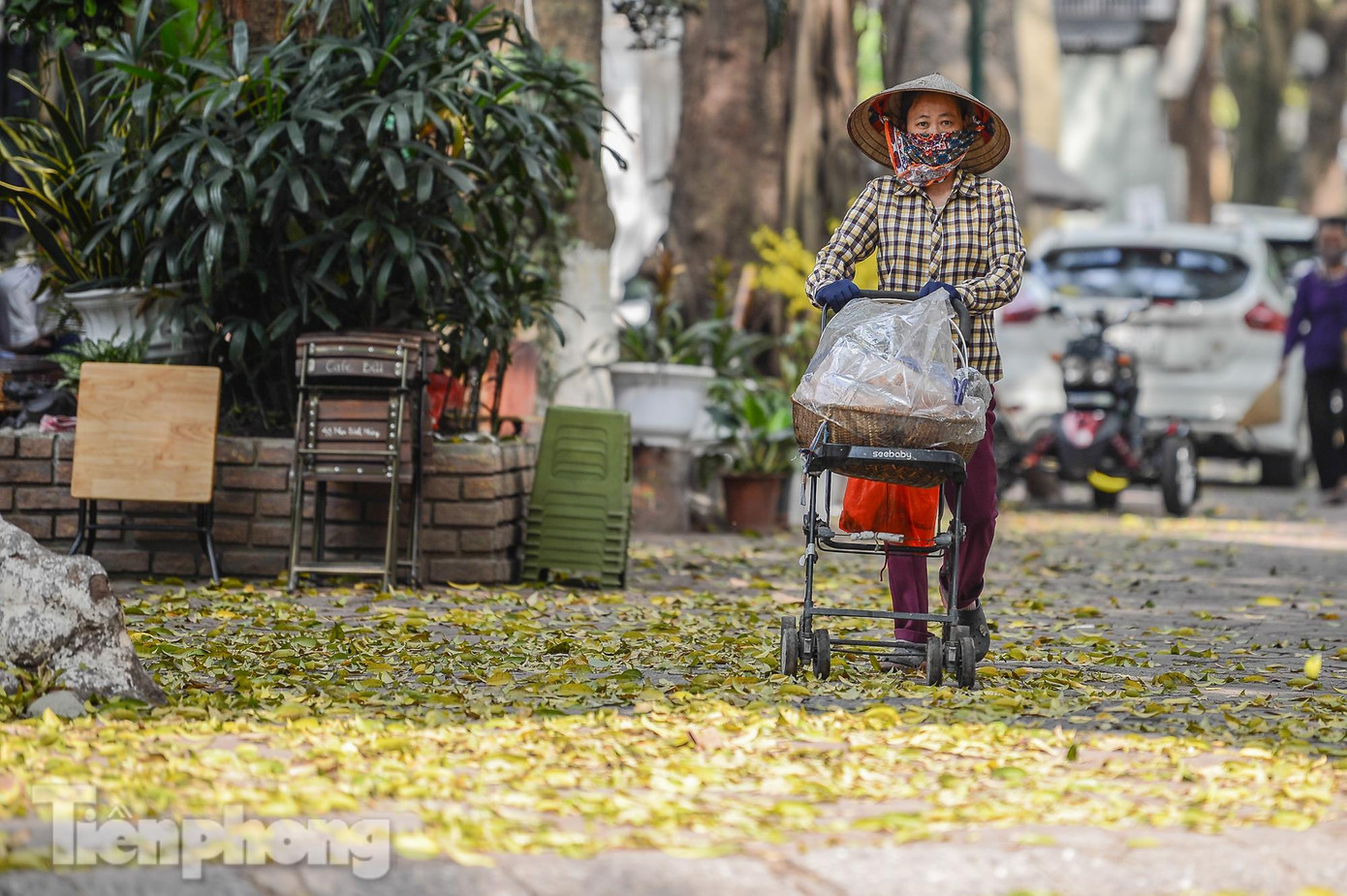 Mặc dù lá sấu rụng vẫn diễn ra hàng năm ở Hà Nội nhưng vẫn có sức hút và lôi cuốn mỗi khi thời điểm chuẩn bị chào hè. Mặc dù lá sấu rụng vẫn diễn ra hàng năm ở Hà Nội nhưng vẫn có sức hút và lôi cuốn mỗi khi thời điểm chuẩn bị chào hè.