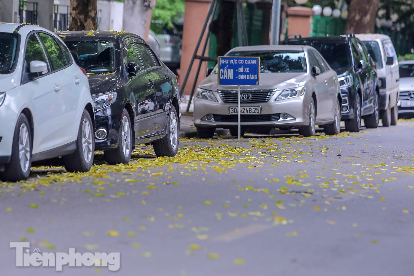 Những chiếc lá đã hoàn thành sứ mệnh trên cây, rụng xuống để nhường chỗ cho những chiếc lá non vươn ra đón nắng. Những chiếc lá đã hoàn thành sứ mệnh trên cây, rụng xuống để nhường chỗ cho những chiếc lá non vươn ra đón nắng.