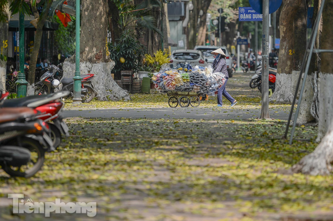Nhắc tới mùa thay lá, người ta thường nghĩ đến mùa thu, thế nhưng ở Hà Nội lại có một mùa lá sấu rụng đặc biệt trước khi Thủ đô vào hè. Nhắc tới mùa thay lá, người ta thường nghĩ đến mùa thu, thế nhưng ở Hà Nội lại có một mùa lá sấu rụng đặc biệt trước khi Thủ đô vào hè.