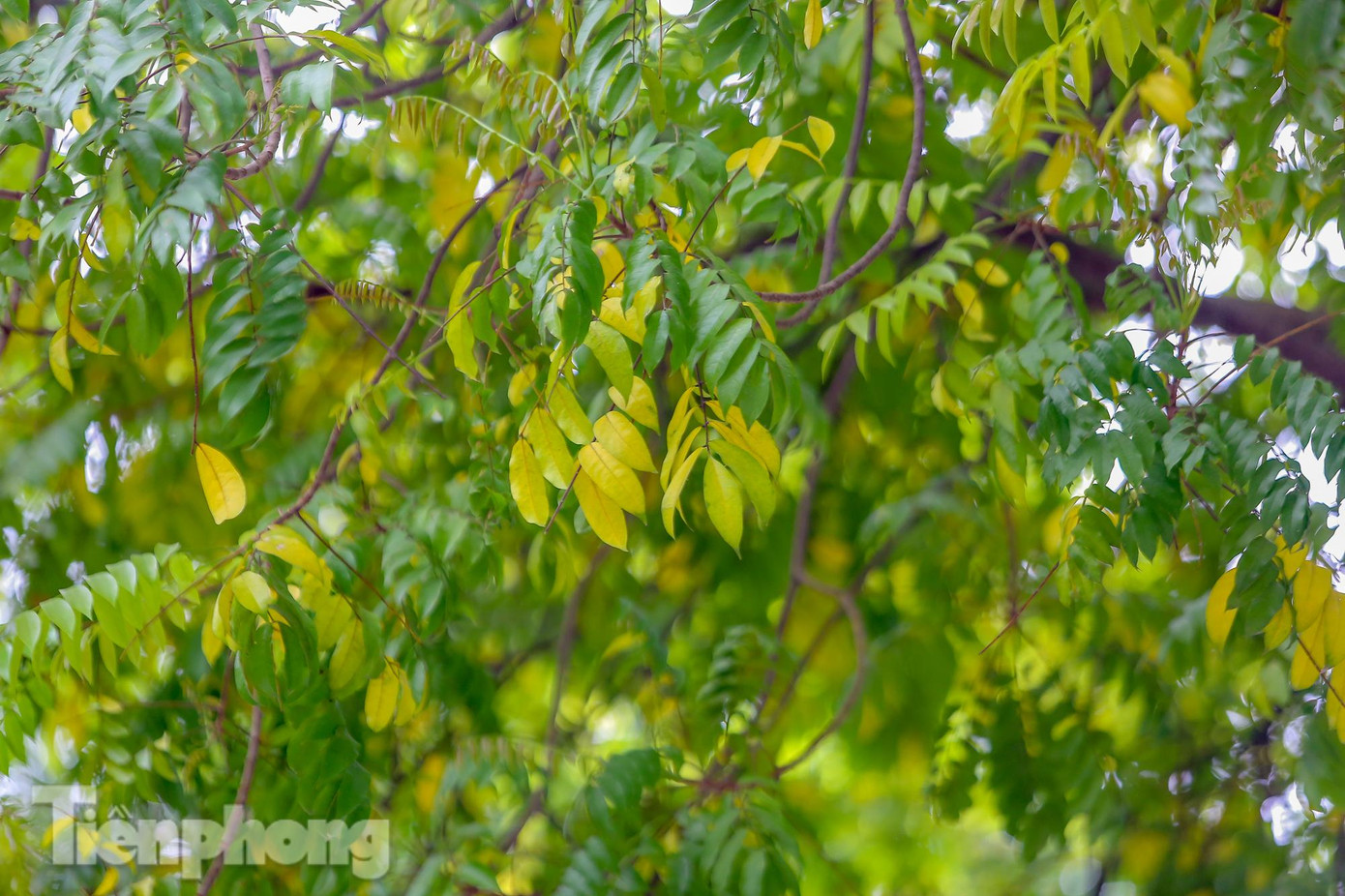 Những chiếc lá sấu đã ngả vàng, chờ rụng. Những chiếc lá sấu đã ngả vàng, chờ rụng.