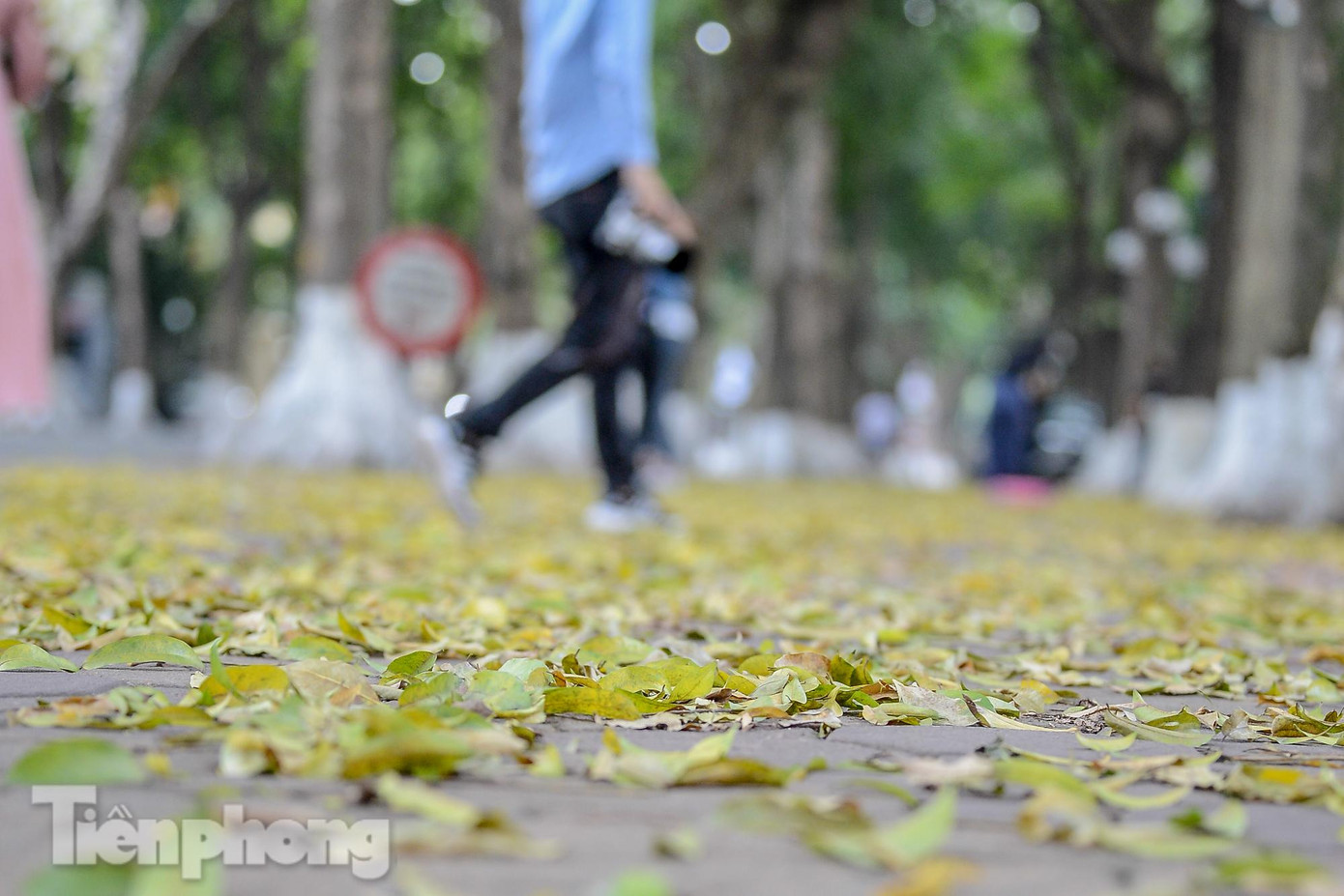 Nhưng những con đường chụp ảnh Hà Nội mùa sấu rụng đẹp nhất thì phải kể đến phố Phan Đình Phùng, Trần Phú, Điện Biên Phủ, Lý Nam Đế. Nhưng những con đường chụp ảnh Hà Nội mùa sấu rụng đẹp nhất thì phải kể đến phố Phan Đình Phùng, Trần Phú, Điện Biên Phủ, Lý Nam Đế.