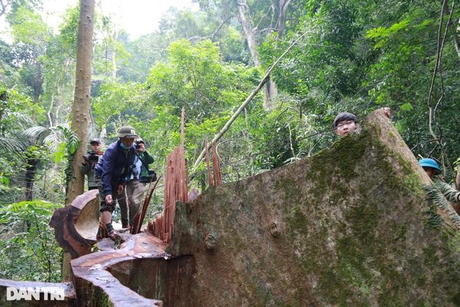 Cây gỗ lớn được phát hiện tại tọa độ X0548539- Y1860072, có đường kính thân khoảng 90 cm, dài hơn 30 m (Ảnh: Đăng Đức). Cây gỗ lớn được phát hiện tại tọa độ X0548539- Y1860072, có đường kính thân khoảng 90 cm, dài hơn 30 m (Ảnh: Đăng Đức).