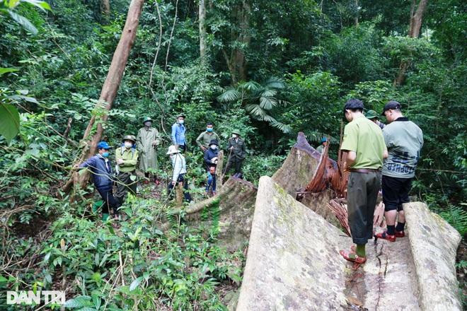 Tại vùng lõi Khu bảo tồn thiên nhiên Bắc Hướng Hóa (tỉnh Quảng Trị) ghi nhận một cây gỗ lớn nhóm 3 bị cưa hạ còn nguyên cành, nhánh (Ảnh: Đăng Đức). Tại vùng lõi Khu bảo tồn thiên nhiên Bắc Hướng Hóa (tỉnh Quảng Trị) ghi nhận một cây gỗ lớn nhóm 3 bị cưa hạ còn nguyên cành, nhánh (Ảnh: Đăng Đức).