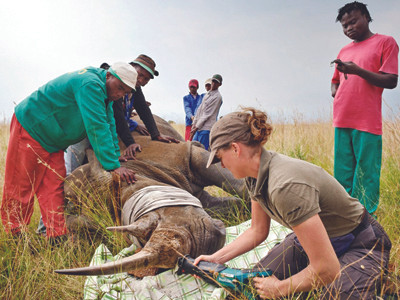 Một bác sĩ thú ý cưa sừng con tê giác 2 sừng ở Nam Phi để ngăn nạn săn trộm. Sau khoảng 2 năm, sừng nó sẽ mọc lại. Nguồn: Troubled Biologist