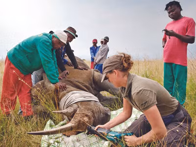 Một bác sĩ thú ý cưa sừng con tê giác 2 sừng ở Nam Phi để ngăn nạn săn trộm. Sau khoảng 2 năm, sừng nó sẽ mọc lại. Nguồn: Troubled Biologist. Một bác sĩ thú ý cưa sừng con tê giác 2 sừng ở Nam Phi để ngăn nạn săn trộm. Sau khoảng 2 năm, sừng nó sẽ mọc lại. Nguồn: Troubled Biologist