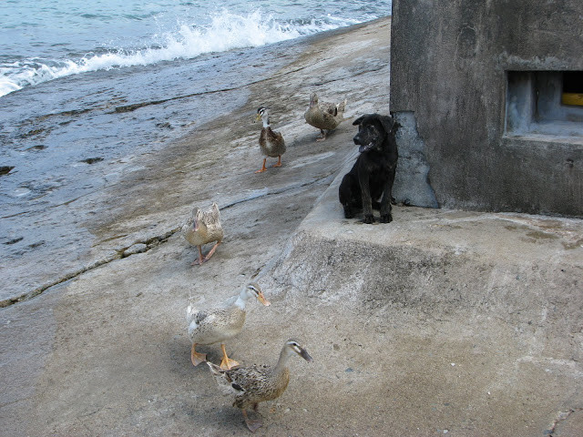 Đàn vịt đi đâu cũng có chú chó đen này kèm sát