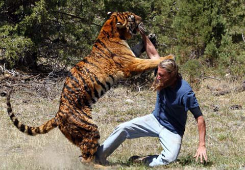 Con hổ nhảy lên và vồ lấy Randy và 