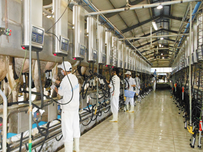 Hệ thống vắt sữa tự động hiện đại được nhập khẩu từ Châu Âu