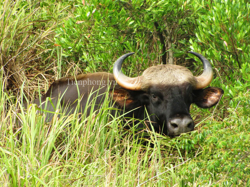 Con vật lại bị gục ngã do ngấm thuốc 