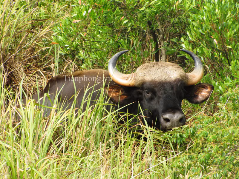 Con vật lại bị gục ngã do ngấm thuốc 